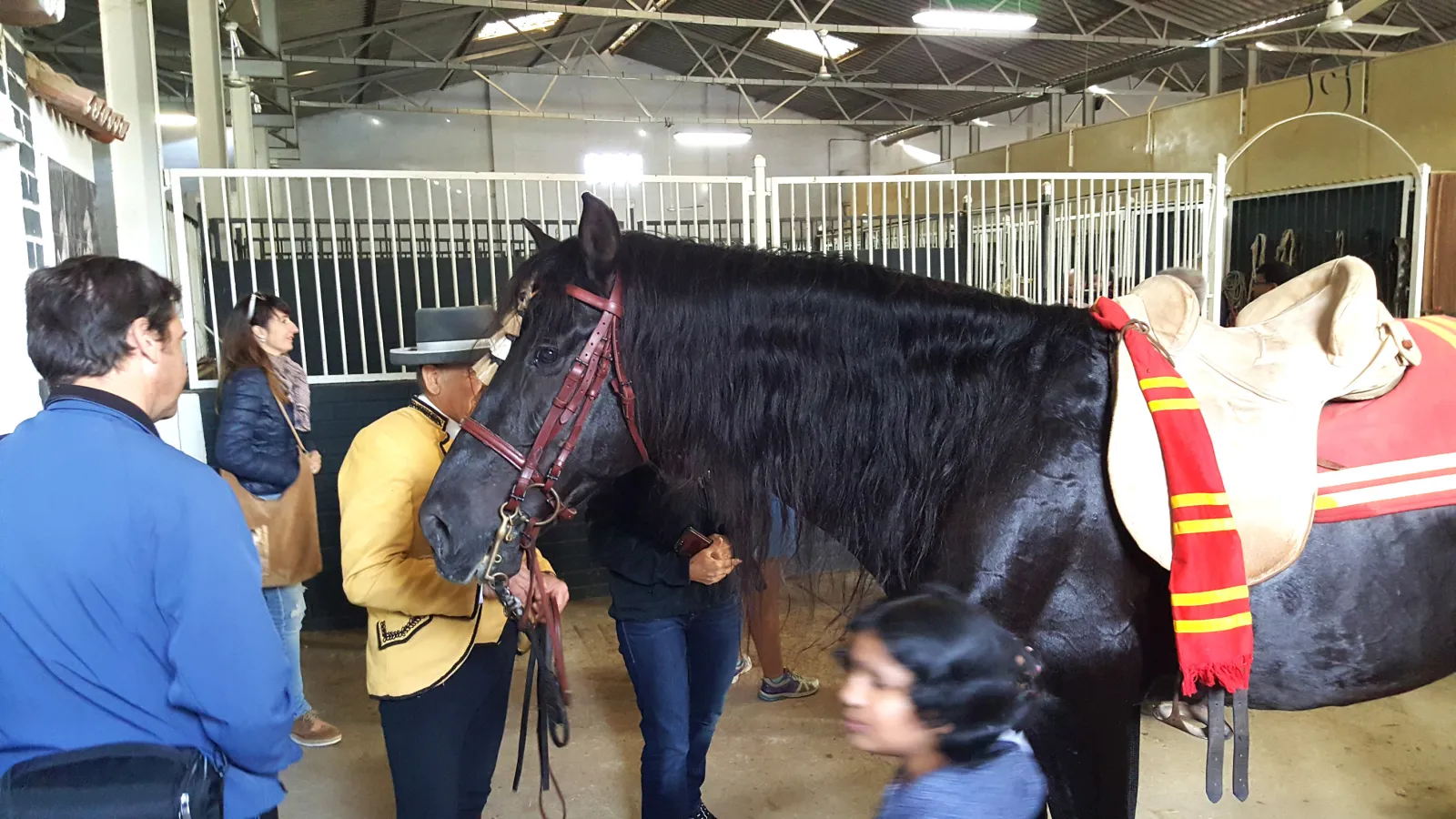 Caballo pura raza ensillado con manta de la casa en los establos