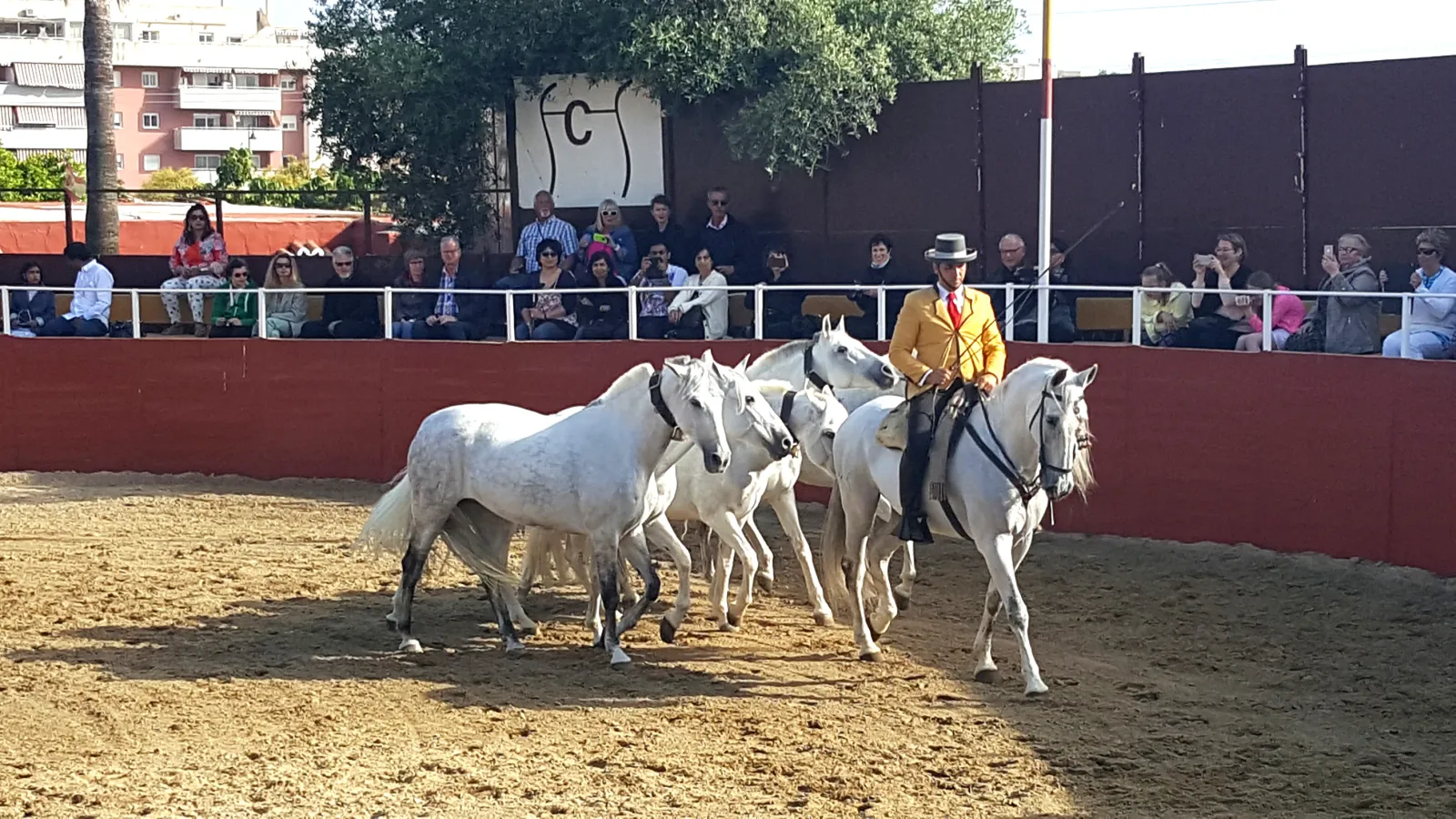 Pareja de caballos blancos pura raza española en el picadero