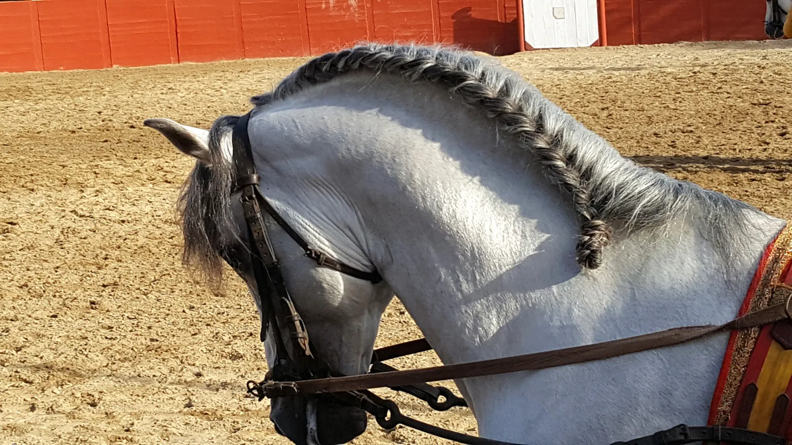 Primer plano de un caballo blanco pura raza española