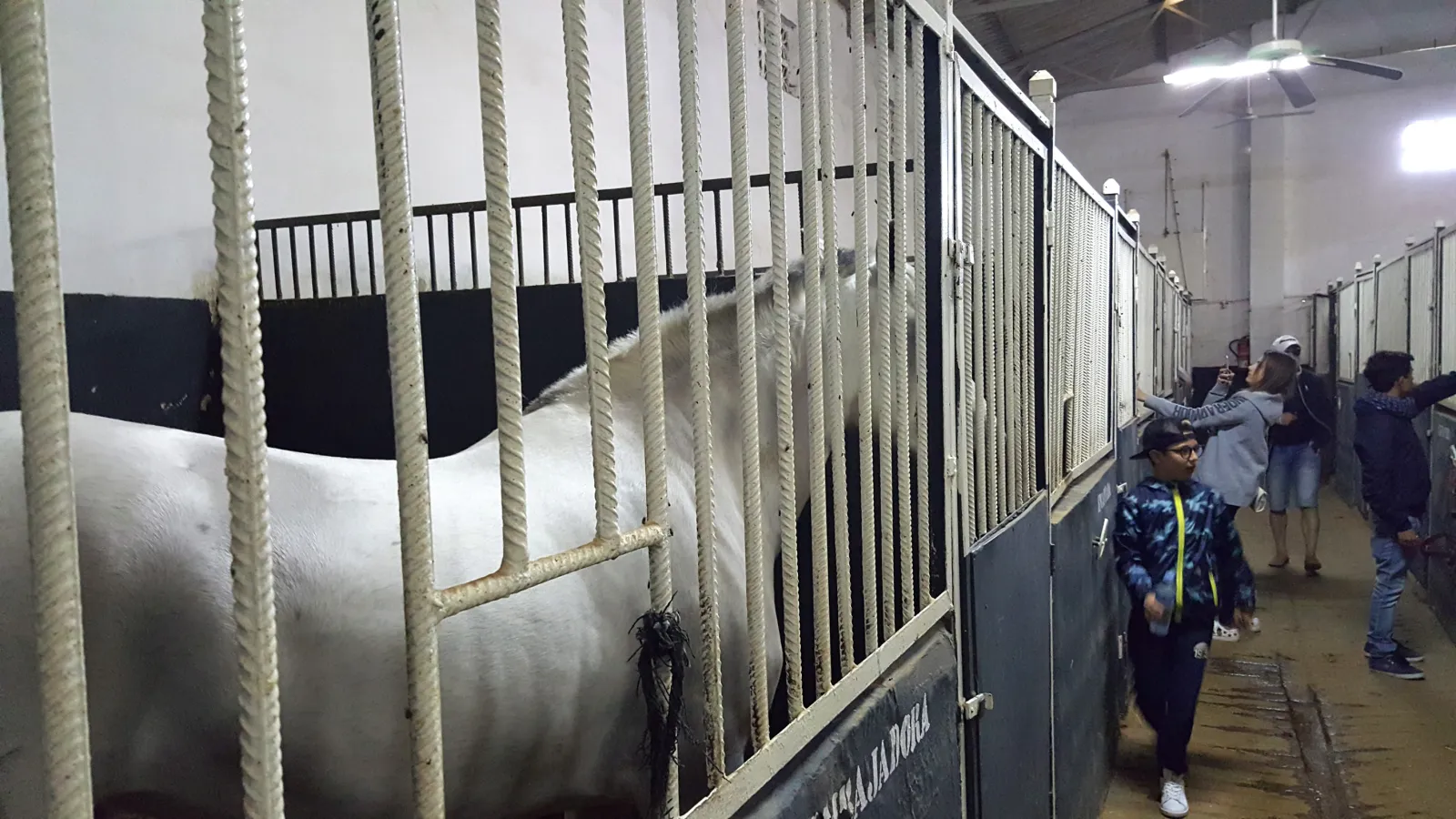 Establos de la finca con los caballos en sus boxes